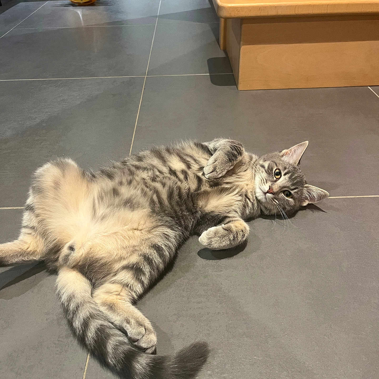 Arry a rejoint le concours — aidez-le/la à gagner de superbes lots ! cat, tabby_cat, lying_down, indoor, floor, tile_floor, relaxed, pet, feline, animal, whiskers, curious, paws, tail, bench, toy, gray, striped, cute, domestic_animal