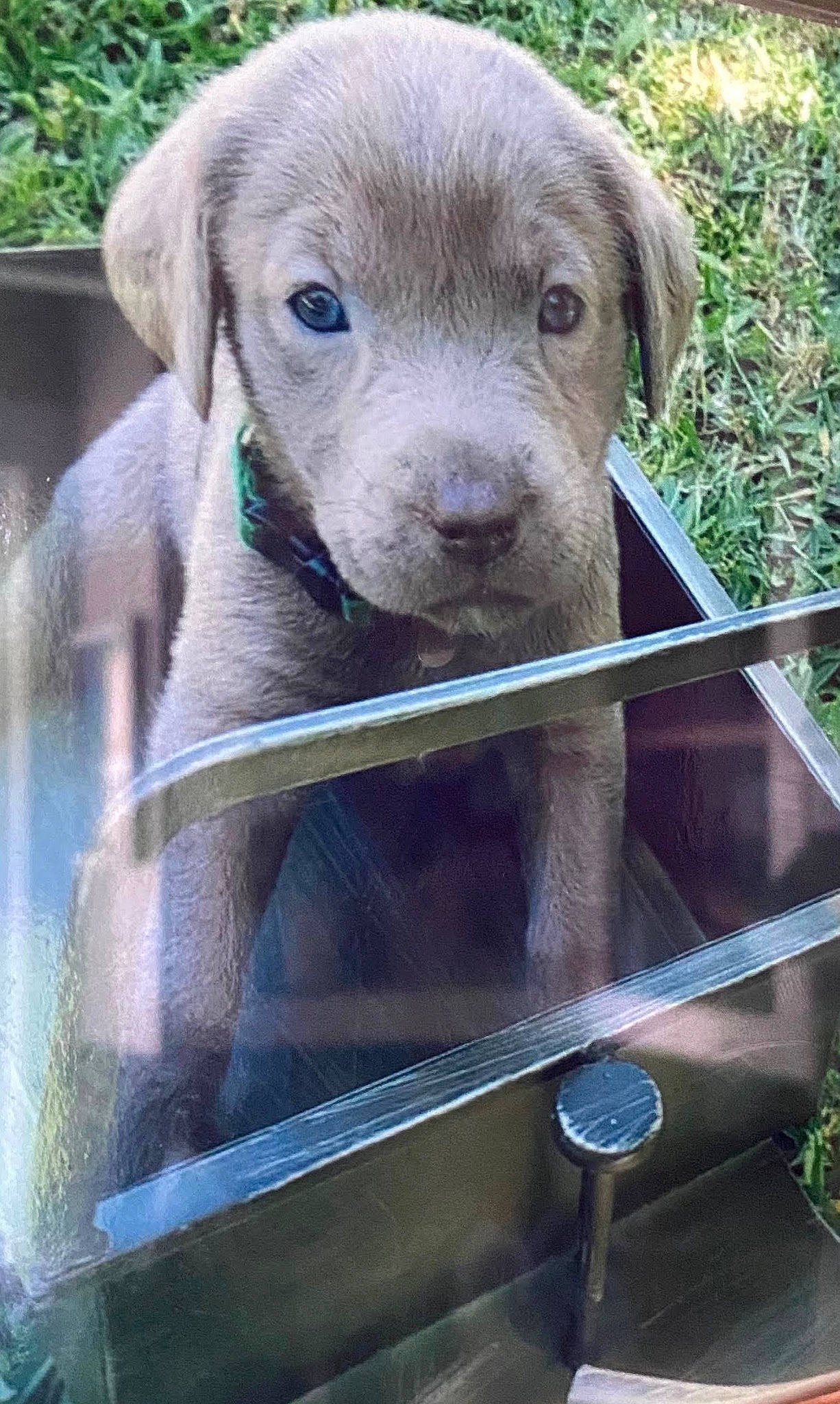 Bailey is registered to the contest to win money with this photo: canidae, carnivore, companion_dog, dog, dog_breed, eye, fawn, fence, fur, grass, gun_dog, liver, pet_supply, plant, snout, sporting_group, terrestrial_animal, whiskers, wood, working_animal