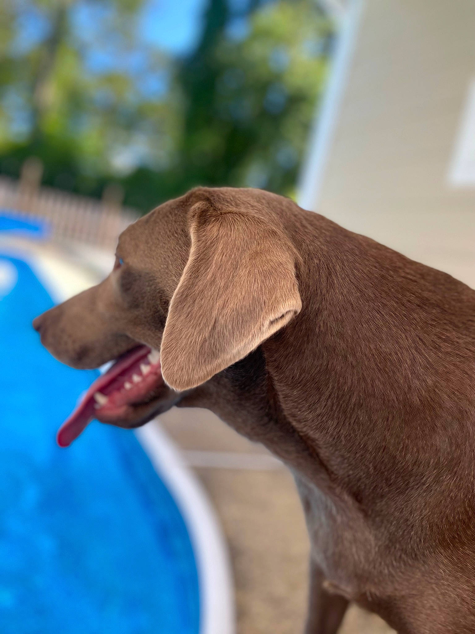 Bailey joined the competition — help win amazing prizes! blue, canidae, carnivore, collar, comfort, companion_dog, dog, dog_breed, dog_collar, dog_supply, fashion_accessory, fawn, gun_dog, leisure, liver, pet_supply, snout, sporting_group, water, working_animal