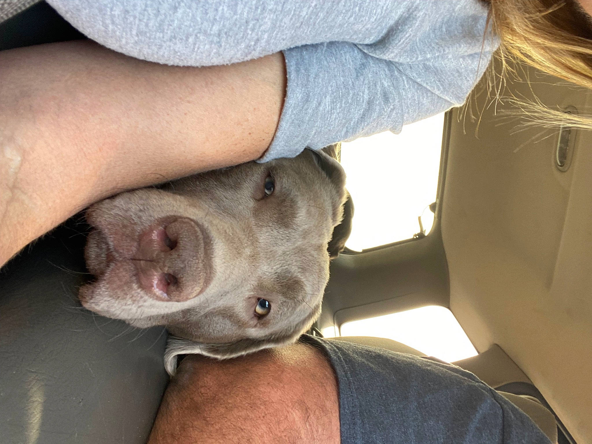 Bailey is registered to the contest to win money with this photo: canidae, carnivore, comfort, companion_dog, dog, dog_breed, elbow, fawn, foot, fur, gesture, human_leg, leg, nail, non_sporting_group, snout, sporting_group, terrestrial_animal, whiskers, working_animal