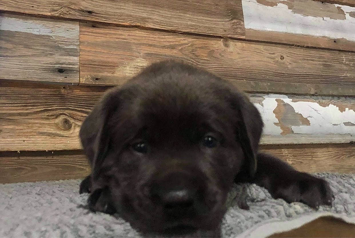 Kenly joined the competition — help win amazing prizes! borador, bored, carnivore, companion_dog, dog, dog_breed, fur, gun_dog, hardwood, liver, lumber, plank, retriever, snow, sporting_group, terrestrial_animal, whiskers, wood, wood_stain, working_animal