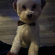 Max is registered to the contest to win money with this photo: adorable, animal, bow_tie, brown, companion, curious, cute, dog, face, fluffy, fur, indoor, legs, looking_up, pet, puppy, small, standing, white, wooden_floor