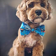 Trip is registered to the contest to win money with this photo: dog, bow_tie, pet, fluffy, cute, portrait, animal, indoor, brown, fur, sitting, close_up, adorable, companion, mammal, cute_pet, domestic_animal, well_groomed, friendly, canine