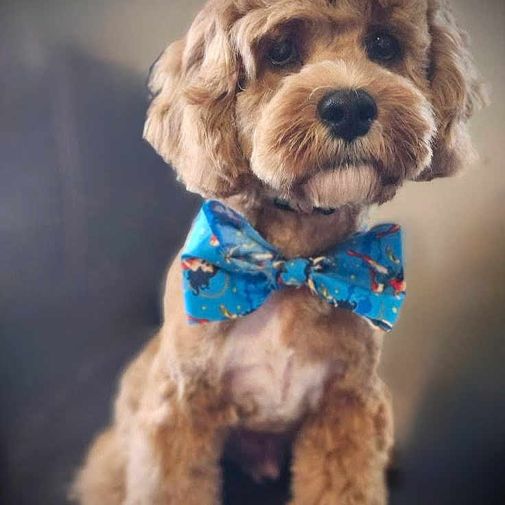 Trip is registered to the contest to win money with this photo: adorable, animal, bow_tie, brown, canine, close_up, companion, cute, cute_pet, dog, domestic_animal, fluffy, friendly, fur, indoor, mammal, pet, portrait, sitting, well_groomed