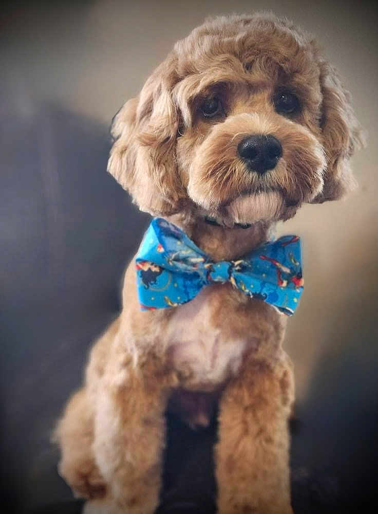 Trip is registered to the contest to win money with this photo: dog, bow_tie, pet, fluffy, cute, portrait, animal, indoor, brown, fur, sitting, close_up, adorable, companion, mammal, cute_pet, domestic_animal, well_groomed, friendly, canine