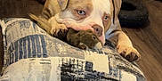 Pork Chop is registered to the contest to win money with this photo: dog, puppy, indoor, floor, pillow, toy, couch, brown, white, pet, animal, cute, chewing, plush_toy, wooden_floor, relaxed, lying_down, domestic, home, cozy