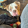 Pork Chop joined the competition — help win amazing prizes! dog, pet, indoor, blanket, tennis_ball, toy, wood_floor, foot, cozy, brown_dog, white_markings, looking_up, fur, ears, snout, close_up, floor, home, relaxation, curious