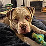 Pork Chop joined the competition — help win amazing prizes! dog, toy, blanket, indoor, pet, chewed_toy, living_room, fireplace, couch, brown_and_white_dog, close_up, resting, cozy, furniture, floor, domestic, animal, cute, portrait, relaxed