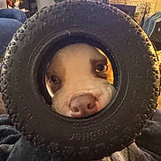 Pork Chop joined the competition — help win amazing prizes! dog, tire, nose, eyes, pet, indoor, curious, closeup, animal, playful, black, rubber, face, portrait, cozy, background, furniture, home, cute, looking