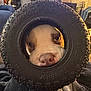 dog, tire, nose, eyes, pet, indoor, curious, closeup, animal, playful, black, rubber, face, portrait, cozy, background, furniture, home, cute, looking