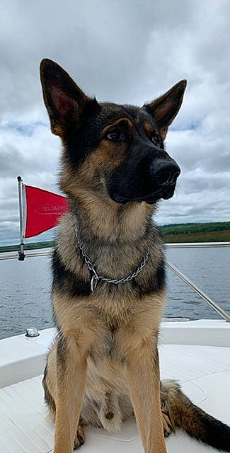 Cash is registered to the contest to win money with this photo: belgian_shepherd, belgian_shepherd_malinois, bohemian_shepherd, canidae, carnivore, dog, dog_breed, east_european_shepherd, german_shepherd_dog, king_shepherd, kunming_wolfdog, mammal, old_german_shepherd_dog, police_dog, rare_breed_dog, shiloh_shepherd_dog, snout, tervuren, vertebrate, working_dog