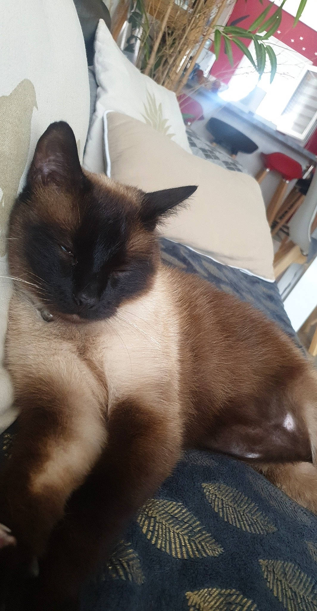 Choupi participe au concours pour gagner de l'argent avec cette photo : carnivore, cat, comfort, domestic_short_haired_cat, fawn, felidae, fur, human_leg, linens, nap, paw, siamese, small_to_medium_sized_cats, snout, square, tail, thai, whiskers