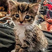 Bootsy joined the competition — help win amazing prizes! animal_portrait, bedroom, blanket, cat, closeup, curious, cute, domestic_animal, feline, fur, furniture, indoor, kitten, pet, sitting, small_animal, tabby, whiskers, white_paws, young_animal