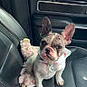 Stelley is registered to the contest to win money with this photo: animal, car, collar, cute, dog, ears, french_bulldog, funny, harness, indoor, outdoor, passenger_seat, pet, plush_toy, portrait, puppy, sitting, street, toy, vehicle
