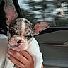 Stelley joined the competition — help win amazing prizes! animal, being_held, brindle_fur, car, closeup, cute, dog, ears, face, french_bulldog, funny, motion_blur, outdoor, pet, portrait, puppy, vehicle, white_fur, window, wrinkles