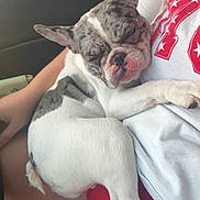 Stelley joined the competition — help win amazing prizes! candid, car, dog, french_bulldog, gray_fur, human, indoor, lap, large_ears, lying_down, passenger, pet, portrait, relaxed, sitting, sleepy, tired, vehicle, white_fur, wrinkled_face