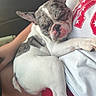 candid, car, dog, french_bulldog, gray_fur, human, indoor, lap, large_ears, lying_down, passenger, pet, portrait, relaxed, sitting, sleepy, tired, vehicle, white_fur, wrinkled_face