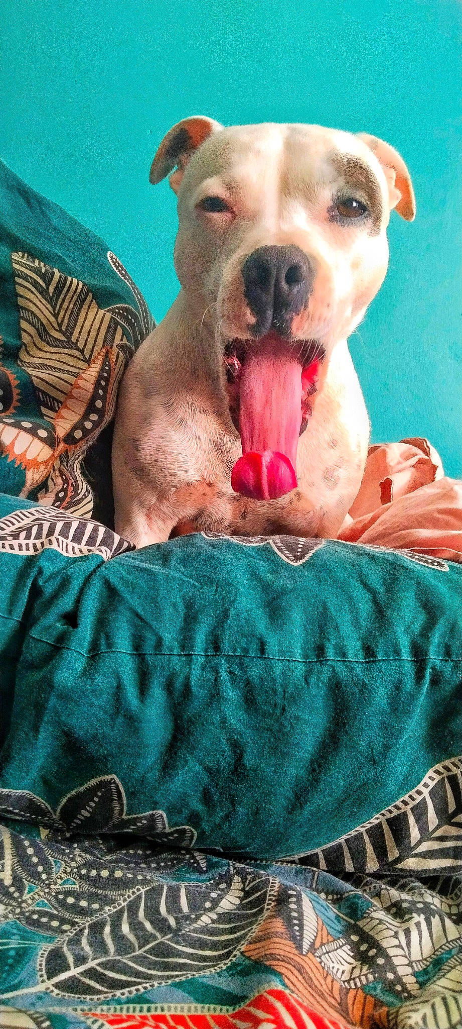 Rita a rejoint le concours — aidez-le/la à gagner de superbes lots ! aqua, blue, carnivore, companion_dog, dog, dog_breed, dog_collar, fang, fawn, grass, happy, jaw, linens, pattern, paw, pink, snout, sporting_group, whiskers, working_animal