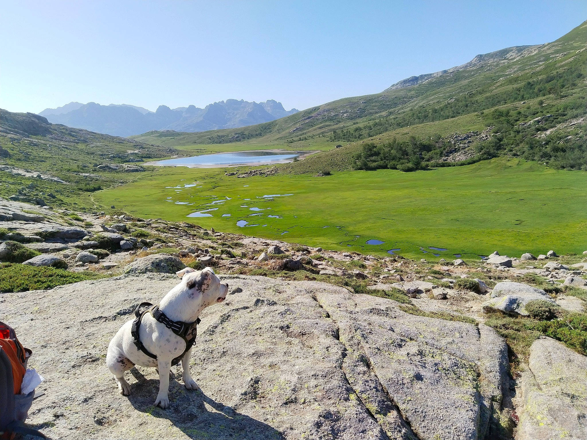 Rita participe au concours pour gagner de l'argent avec cette photo : bedrock, dog, dog_breed, grass, grassland, hill, hill_station, landscape, leisure, mountain, mountain_range, natural_landscape, plant, plateau, recreation, road, sky, slope, valley, working_animal