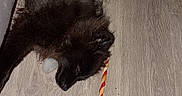 Taurus Latree Branch joined the competition — help win amazing prizes! animal, black_dog, canine, chew_stick, companion, cute, dog, domestic, flooring, fur, home, indoor, lying_down, pet, playful, relaxed, resting, sleeping, toy, wooden_floor