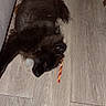 animal, black_dog, canine, chew_stick, companion, cute, dog, domestic, flooring, fur, home, indoor, lying_down, pet, playful, relaxed, resting, sleeping, toy, wooden_floor