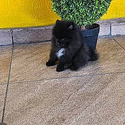 Taurus Latree Branch is registered to the contest to win money with this photo: animal, background, black_dog, companion, cute, dog, domestic_animal, floor, fur, green_plant, indoor, pet, plant_pot, potted_plant, puppy, sitting, small_dog, tile_floor, white_patch, yellow_wall