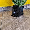 animal, background, black_dog, companion, cute, dog, domestic_animal, floor, fur, green_plant, indoor, pet, plant_pot, potted_plant, puppy, sitting, small_dog, tile_floor, white_patch, yellow_wall