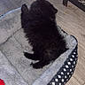 Taurus Latree Branch joined the competition — help win amazing prizes! animal, bed, black_fur, cozy, cute, dog, floor, foot, fur, home, indoor, paw, pet_bed, pink_slipper, puppy, relaxing, resting, sleeping, small_dog, wooden_floor