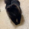 dog, black_dog, fluffy, pet, lying_down, floor, indoor, tail, fur, animal, cute, canine, tile_floor, looking_up, small_dog, companion, domestic_animal, quiet, resting, curious