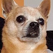 Gadget a rejoint le concours — aidez-le/la à gagner de superbes lots ! dog, chihuahua, close_up, pet, animal, ears, face, fur, cute, expression, indoors, portrait, small_dog, whiskers, brown_fur, black_nose, teeth, alert, looking_away, companion