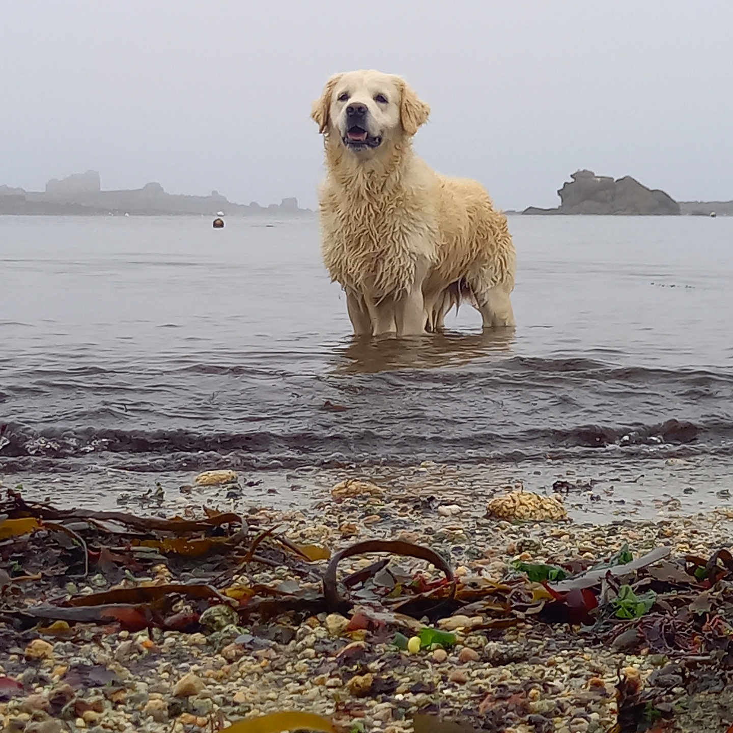 Ramses a rejoint le concours — aidez-le/la à gagner de superbes lots ! animal, beach, bear, canine, coast, dog, goldenretriever, hound, machine, nature, outdoors, pet, polarbear, puppy, rock, sea, shoreline, terrier, water, wheel