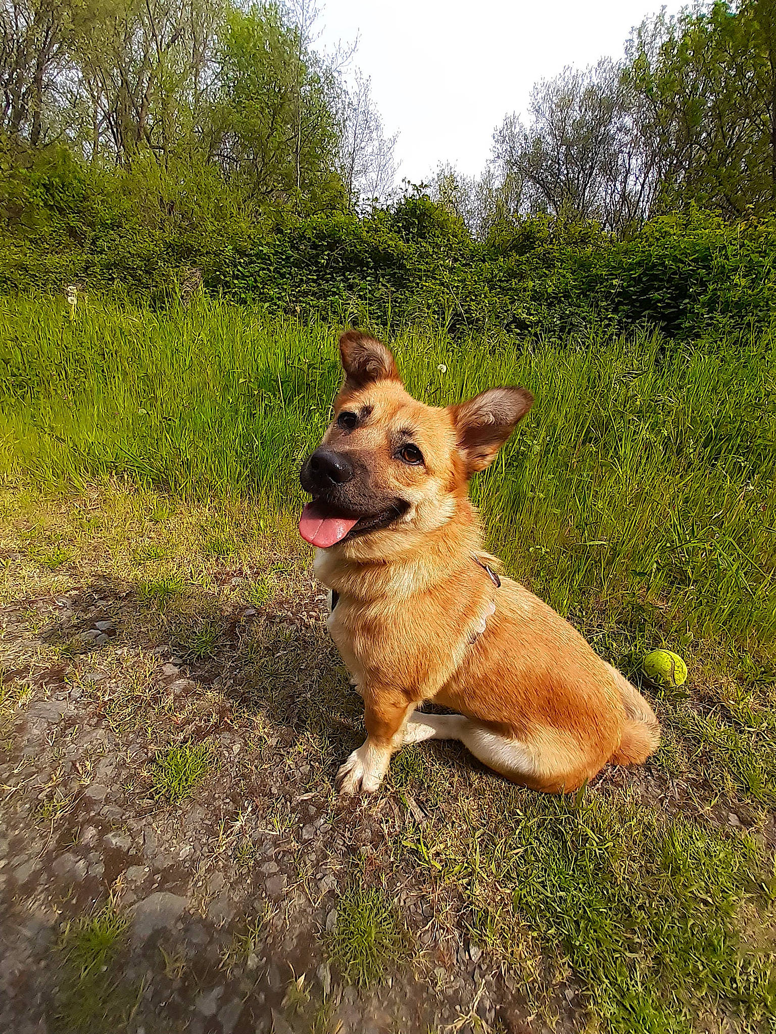 Eclipse participe au concours pour gagner de l'argent avec cette photo : canidae, carnivore, companion_dog, dog, dog_breed, fawn, grass, grassland, landscape, plant, sky, snout, soil, sporting_group, street_dog, tail, terrestrial_animal, tree, wilderness, working_animal