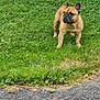 dog, french_bulldog, grass, outdoor, pet, animal, canine, alert, standing, nature, fur, ears, snout, side_view, green, ground, park, daylight, mammal, companion