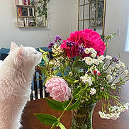 Marcus participe au concours pour gagner de l'argent avec cette photo : cat, white_cat, flowers, bouquet, pink_flowers, red_flowers, green_leaves, vase, table, wooden_table, indoor, mirror, bookshelf, plants, houseplant, furniture, room, curious, pet, domestic_animal