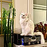 cat, white_cat, fluffy_cat, radio, vintage_radio, houseplant, cactus, potted_plant, mirror, bookshelf, books, indoor, furniture, curious_cat, pet, domestic_cat, tail, sitting, interior, cozy