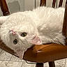 Marcus a rejoint le concours — aidez-le/la à gagner de superbes lots ! cat, white_cat, upside_down, chair, wooden_chair, green_eyes, indoor, floor, tile_floor, pet, animal, feline, fur, cute, relaxed, curious, whiskers, ears, nose, closeup