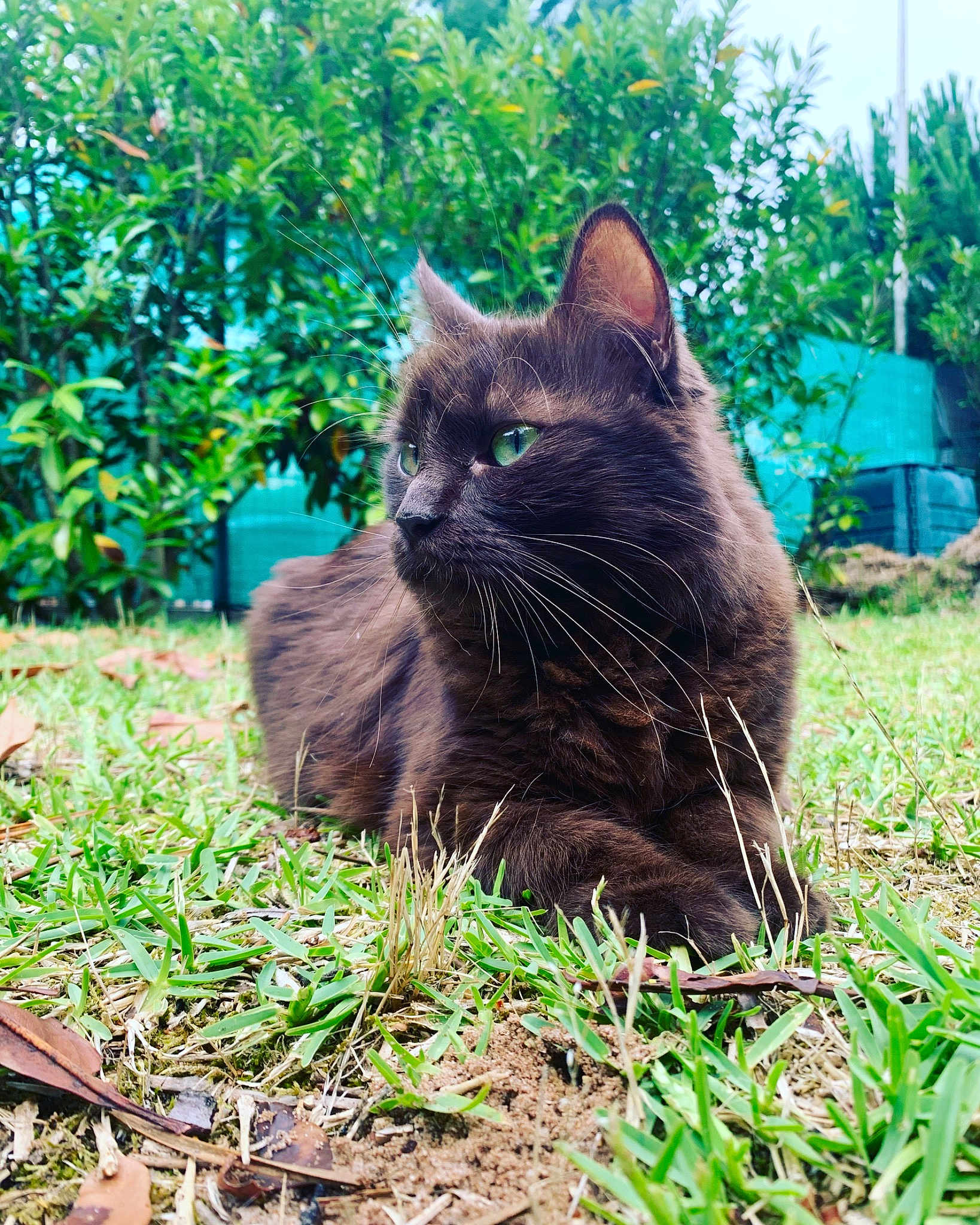 Mokka