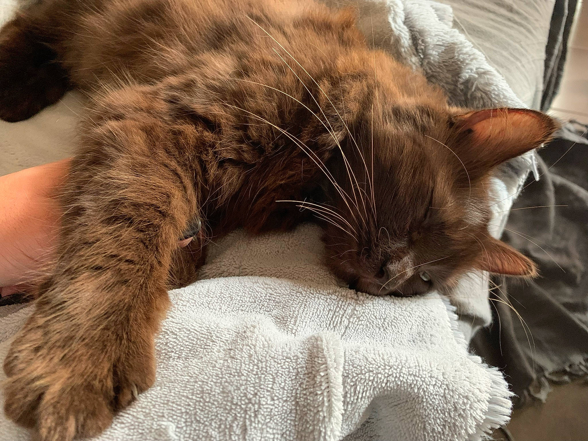 Mokka a rejoint le concours — aidez-le/la à gagner de superbes lots ! carnivore, cat, cat_supply, claw, comfort, domestic_short_haired_cat, fawn, felidae, fur, linens, nap, paw, sleep, small_to_medium_sized_cats, snout, tail, terrestrial_animal, whiskers