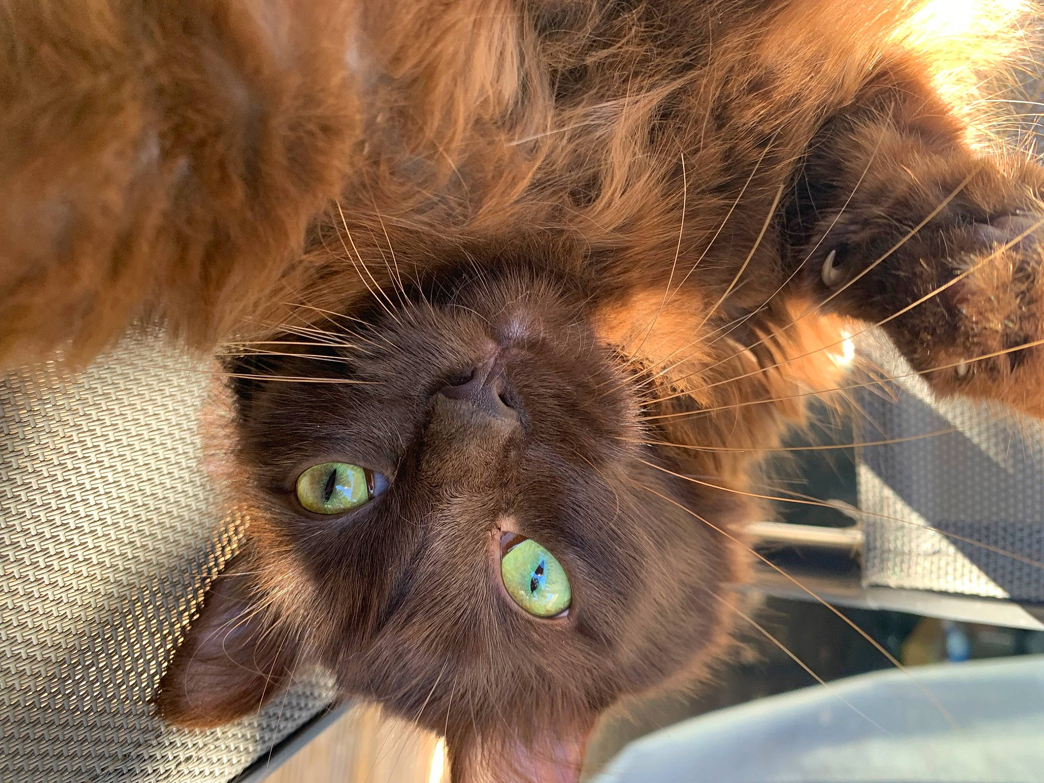 Mokka participe au concours pour gagner de l'argent avec cette photo : black_cat, carnivore, cat, claw, domestic_short_haired_cat, ear, eye, fawn, felidae, fur, hair, head, liver, paw, small_to_medium_sized_cats, snout, terrestrial_animal, whiskers, wildlife