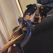 Doc joined the competition — help win amazing prizes! dog, canine, leather_chair, relaxed, indoor, pet, fur, brown, black, ears, face, eyes, nose, paws, resting, furniture, comfort, home, portrait, animal