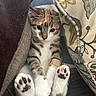 Hazelnut is registered to the contest to win money with this photo: cat, kitten, paws, paw_pads, cushion, fabric, striped, calico, tabby, cute, pet, indoor, cozy, resting, closeup, feline, whiskers, fur, relaxed, animal