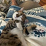 Hazelnut joined the competition — help win amazing prizes! cat, sleeping, blanket, patterned, blue, white, paw, relaxed, cozy, indoor, furniture, foot, human, wood_floor, couch, home, resting, pet, comfort, napping