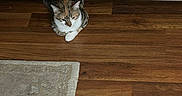 Hazelnut joined the competition — help win amazing prizes! cat, couch, wooden_floor, rug, indoor, pet, animal, feline, curious, flooring, gray, beige, domestic, cozy, resting, quiet, hidden, furniture, home, companion