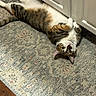 cat, tabby, lying_down, rug, indoor, cabinet, curious, pet, animal, floor, playful, whiskers, fur, domestic_cat, relaxed, paws, ears, eyes, home, cute