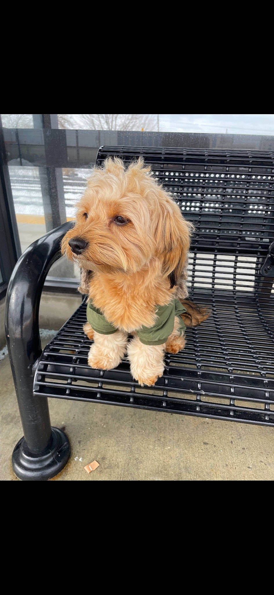 Kobe joined the competition — help win amazing prizes! canidae, carnivore, companion_dog, dog, dog_breed, dog_supply, firefighter, fur, maltepoo, pet_supply, puppy, recipe, small_terrier, snout, sporting_group, terrier, toy_dog, working_animal, working_terrier, yorkipoo