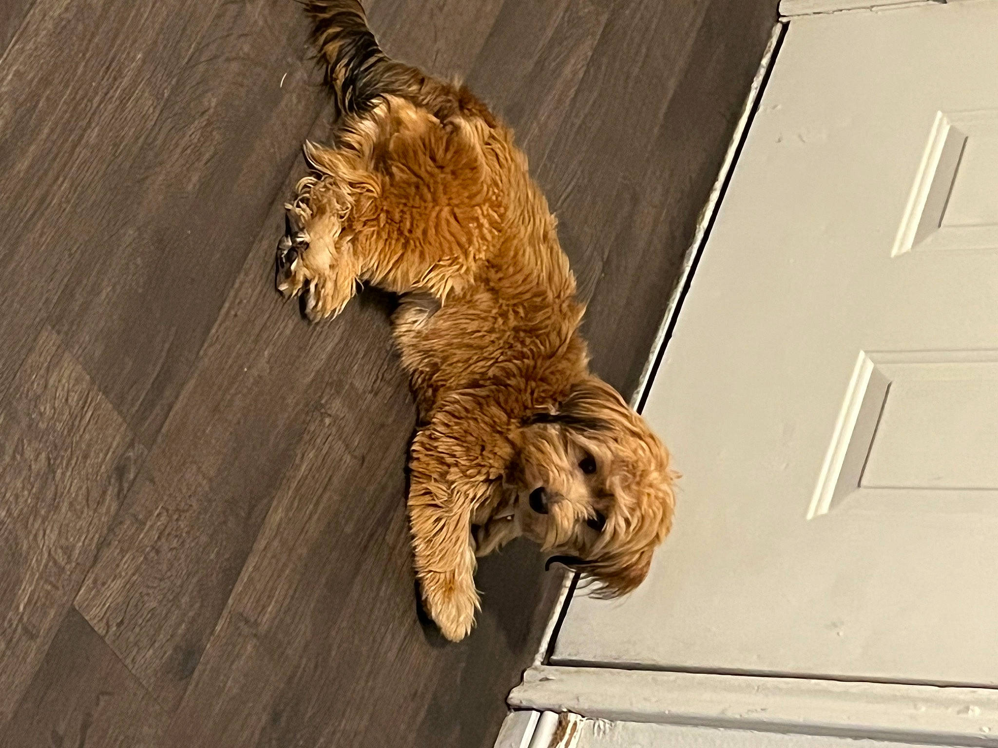 Kobe joined the competition — help win amazing prizes! art, artifact, big_cats, canidae, carnivore, carving, companion_dog, felidae, font, fur, hardwood, metal, natural_material, small_to_medium_sized_cats, snout, sporting_group, tail, terrestrial_animal, toy, wood