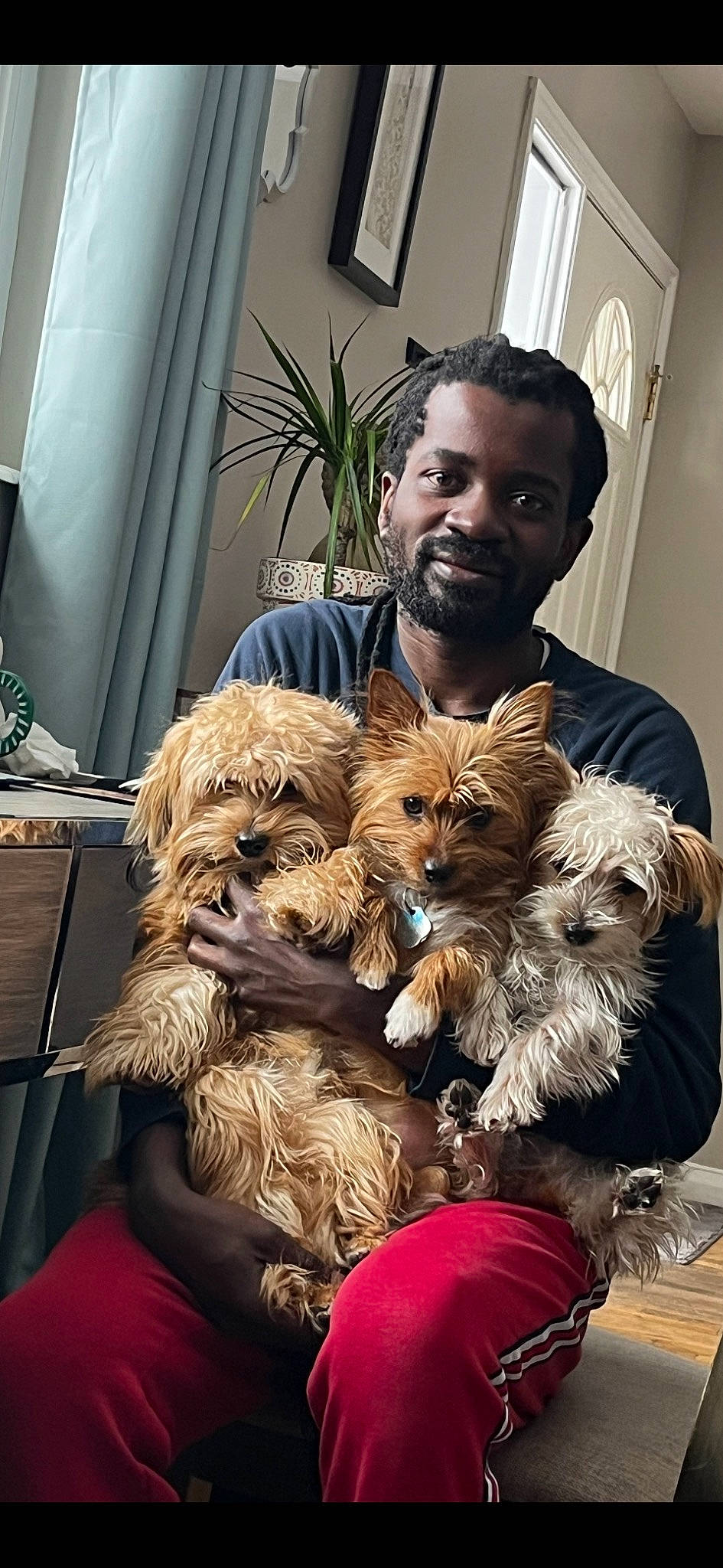 Kobe joined the competition — help win amazing prizes! canidae, carnivore, companion_dog, dog, dog_breed, ear, fawn, fur, houseplant, mammal, picture_frame, plant, small_terrier, snout, sporting_group, terrier, toy_dog, window, working_animal, yorkshire_terrier