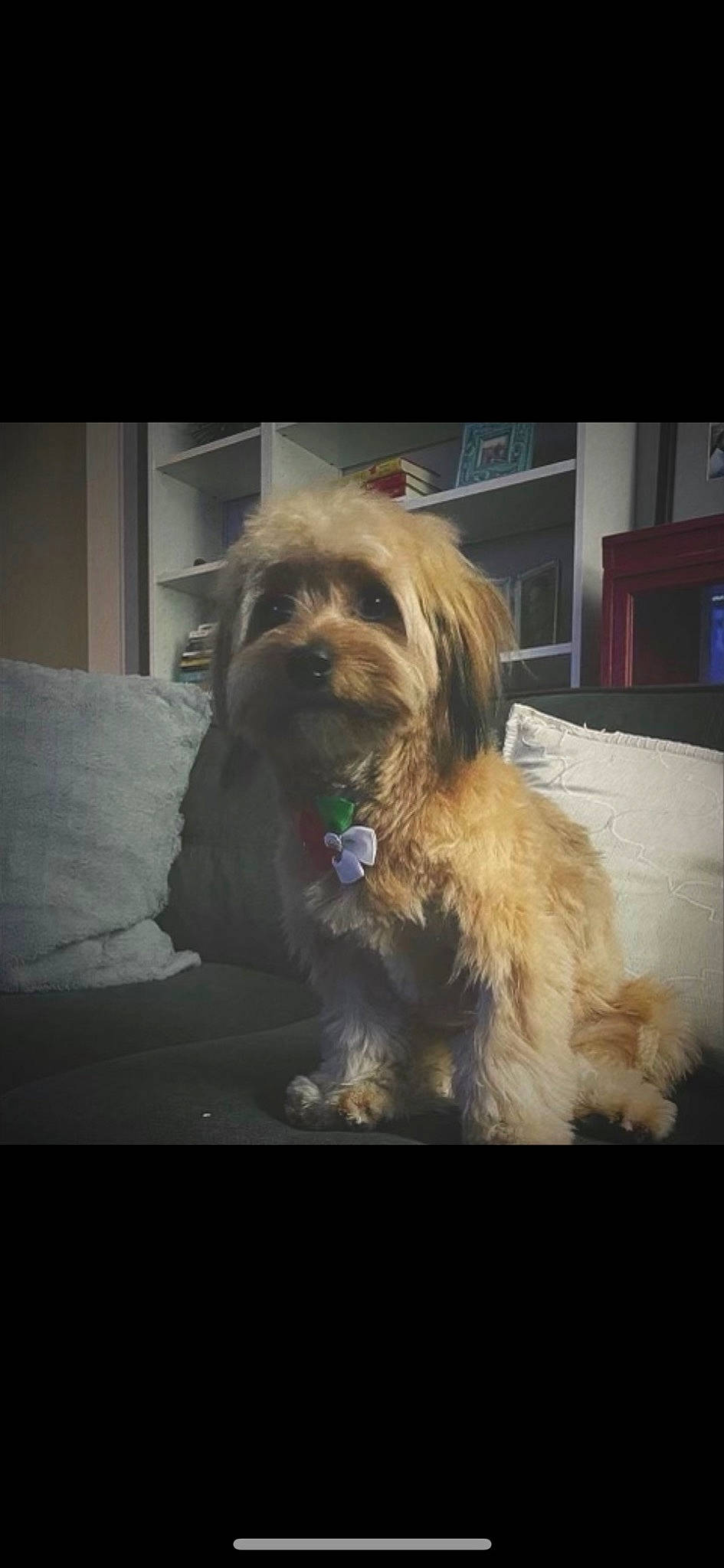 Kobe joined the competition — help win amazing prizes! canidae, carnivore, companion_dog, dog, dog_breed, fur, liver, non_sporting_group, photo_caption, puppy_love, recipe, rectangle, small_terrier, snout, sporting_group, square, terrier, toy_dog, water_dog, yorkipoo