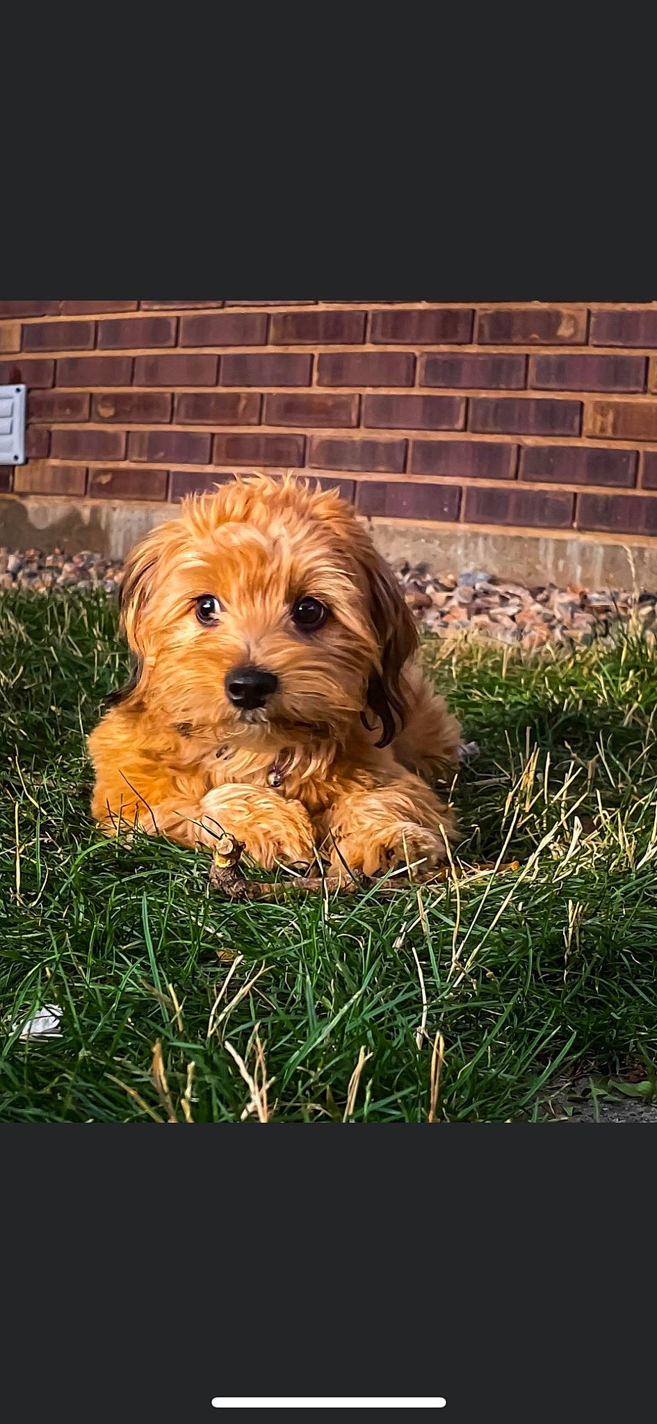 Kobe is registered to the contest to win money with this photo: brick, brickwork, canidae, carnivore, companion_dog, dog, dog_breed, fur, grass, liver, plant, puppy, small_terrier, snout, soil, sporting_group, terrestrial_animal, terrier, toy_dog, wood