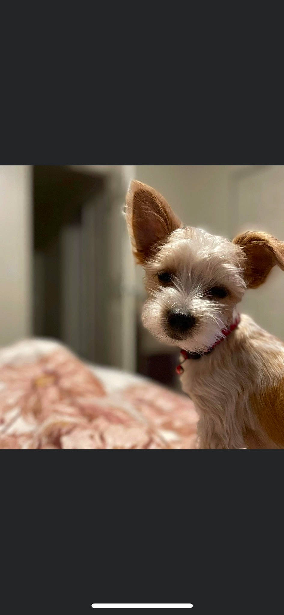 Zeus joined the competition — help win amazing prizes! biewer_terrier, canidae, carnivore, companion_dog, dog, dog_breed, dog_supply, ear, fawn, fur, head, liver, puppy, small_terrier, snout, sporting_group, terrier, toy_dog, whiskers, working_animal